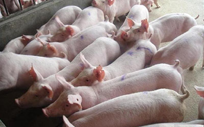 Calcium Formate Feed